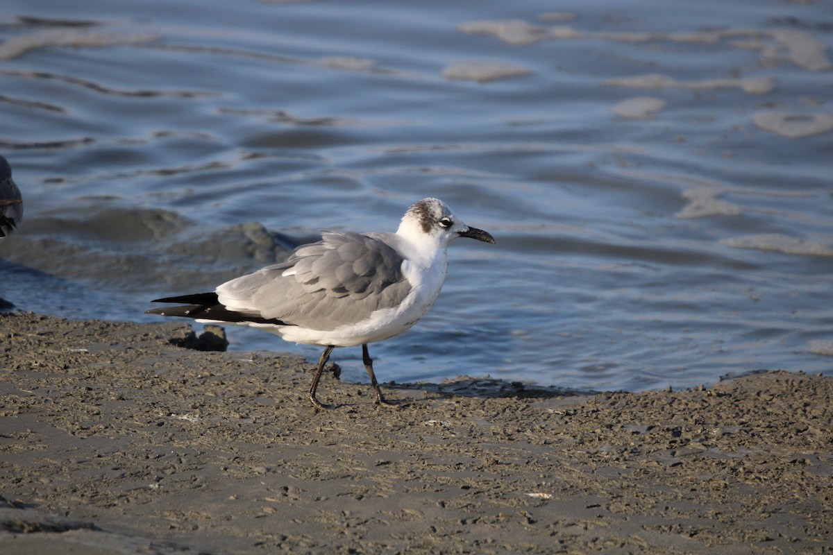 ワライカモメ - ML647871409