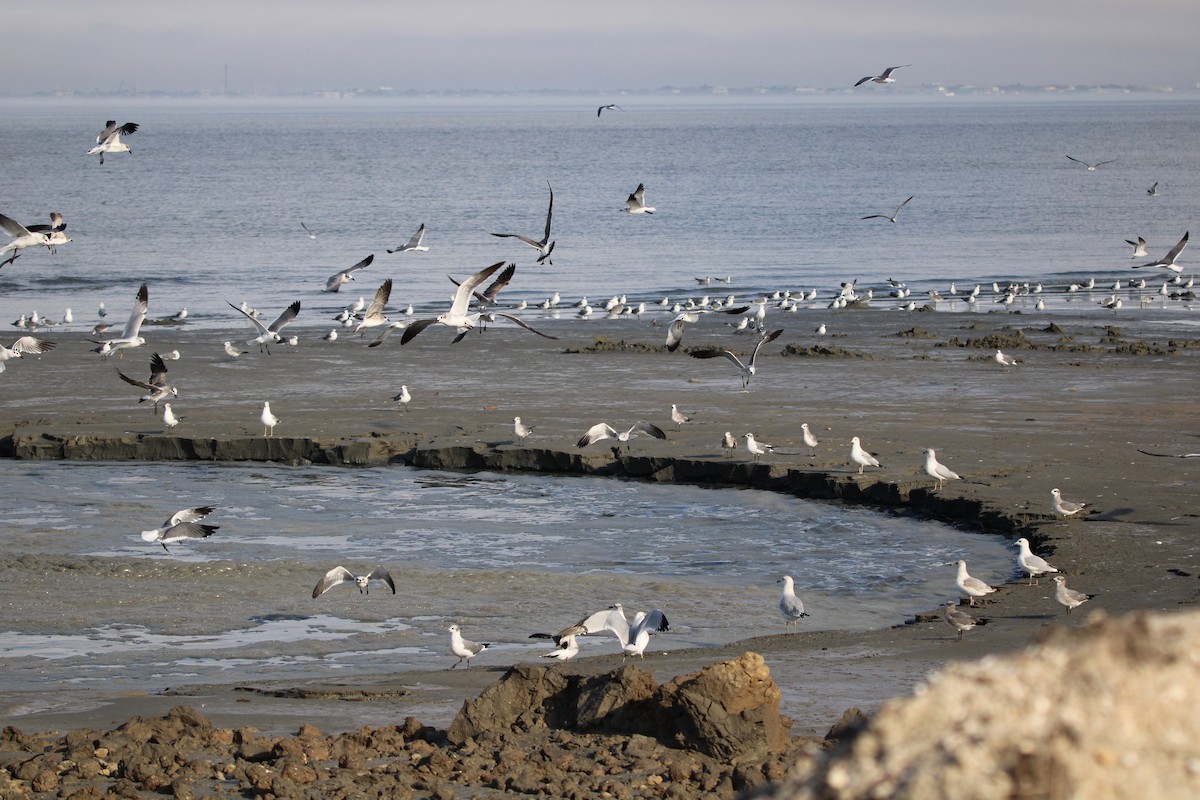 ワライカモメ - ML647871410