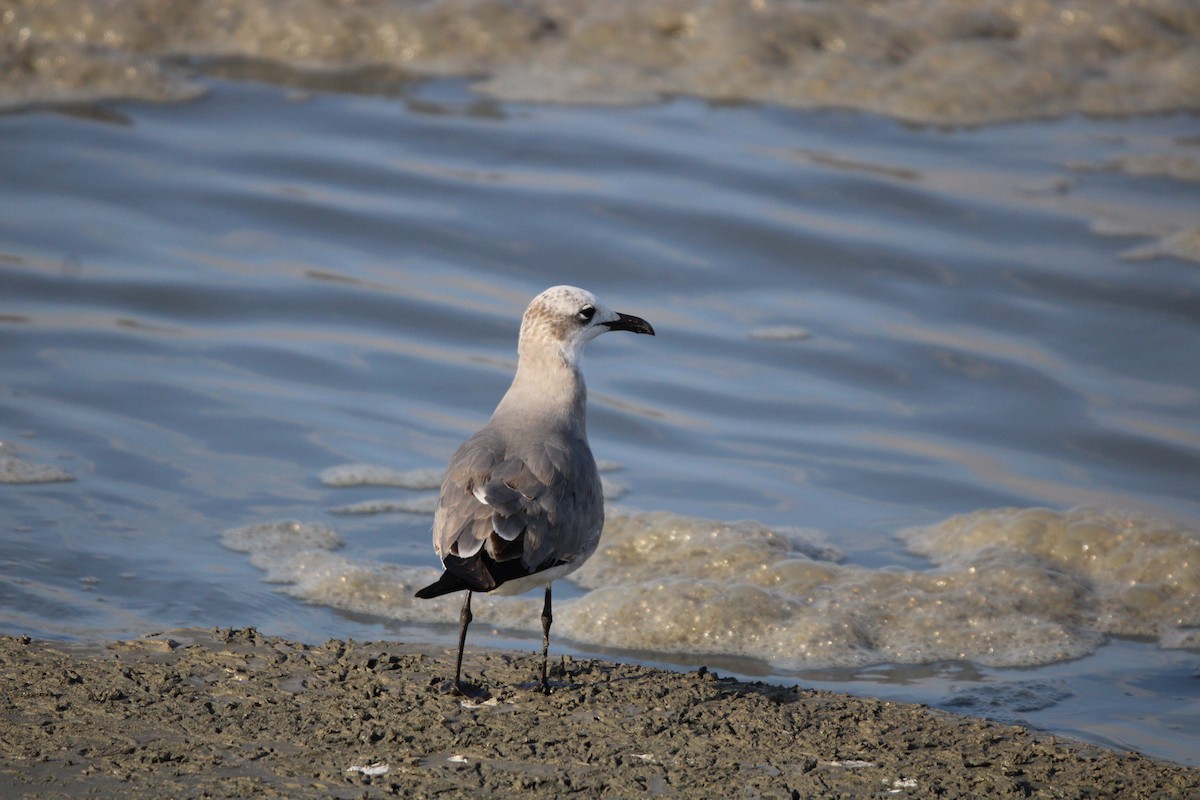 ワライカモメ - ML647871411