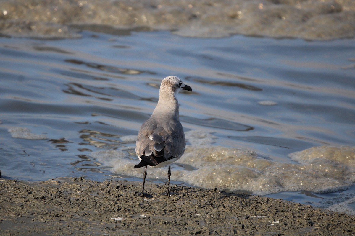 ワライカモメ - ML647871412