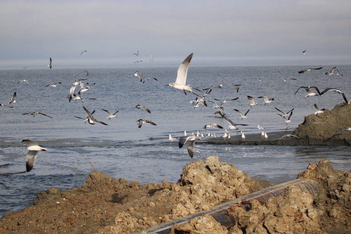 ワライカモメ - ML647871413