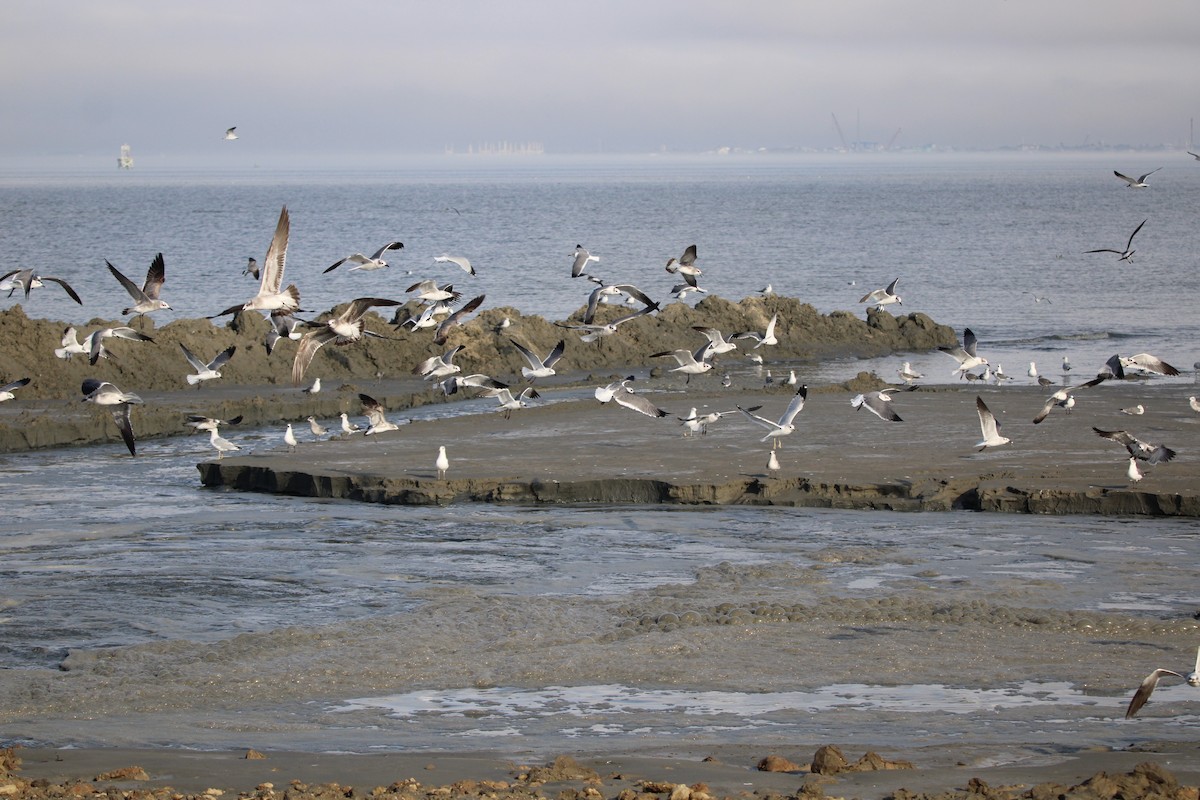 ワライカモメ - ML647871414