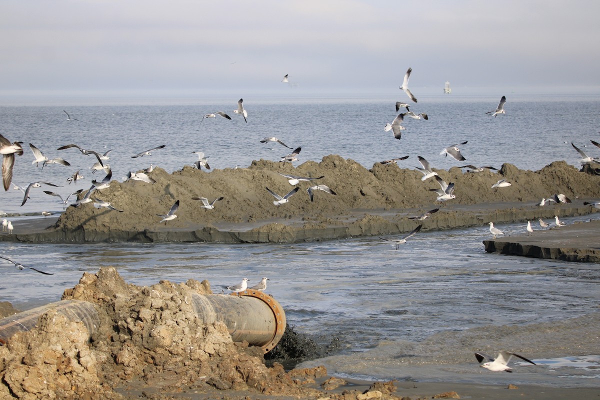 ワライカモメ - ML647871415