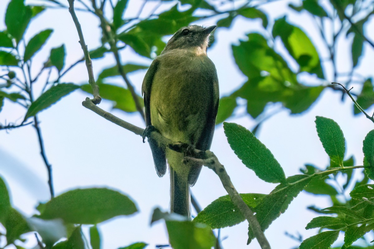 Greenish Elaenia - ML647871431