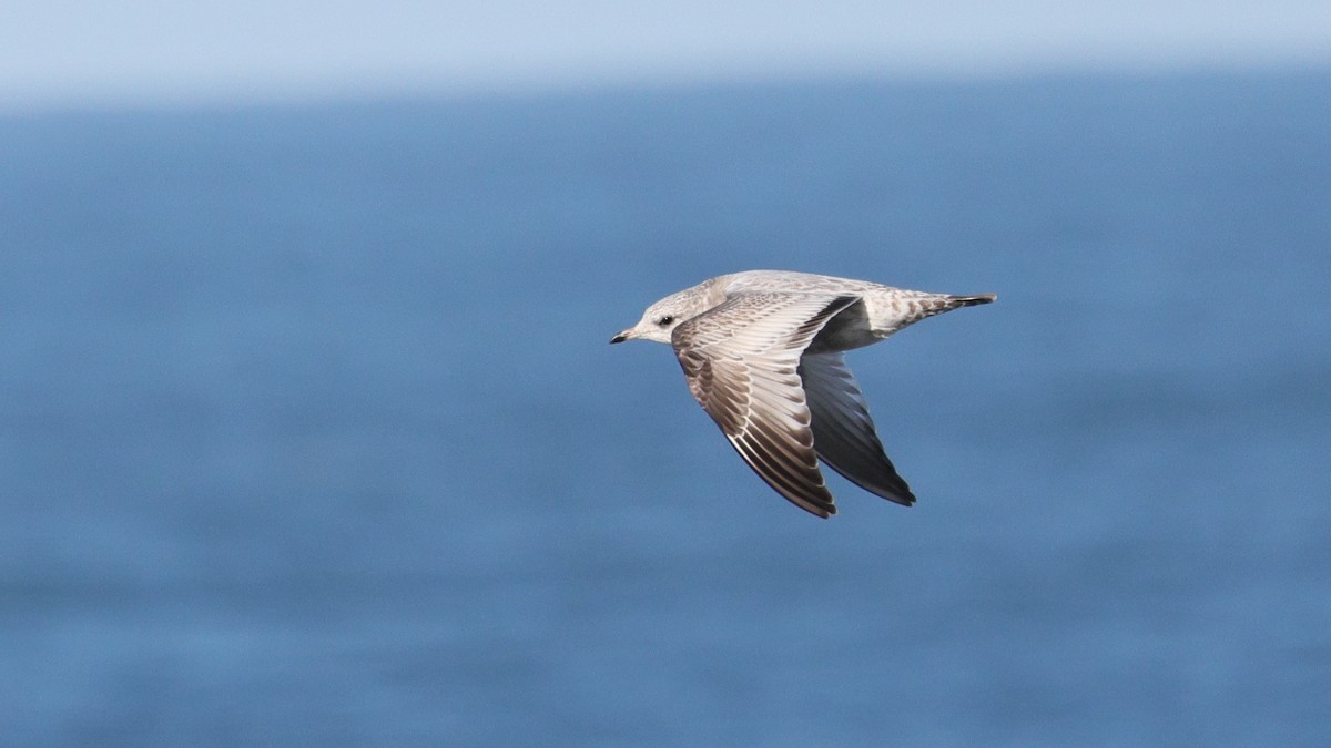 Goéland à bec court - ML647871432