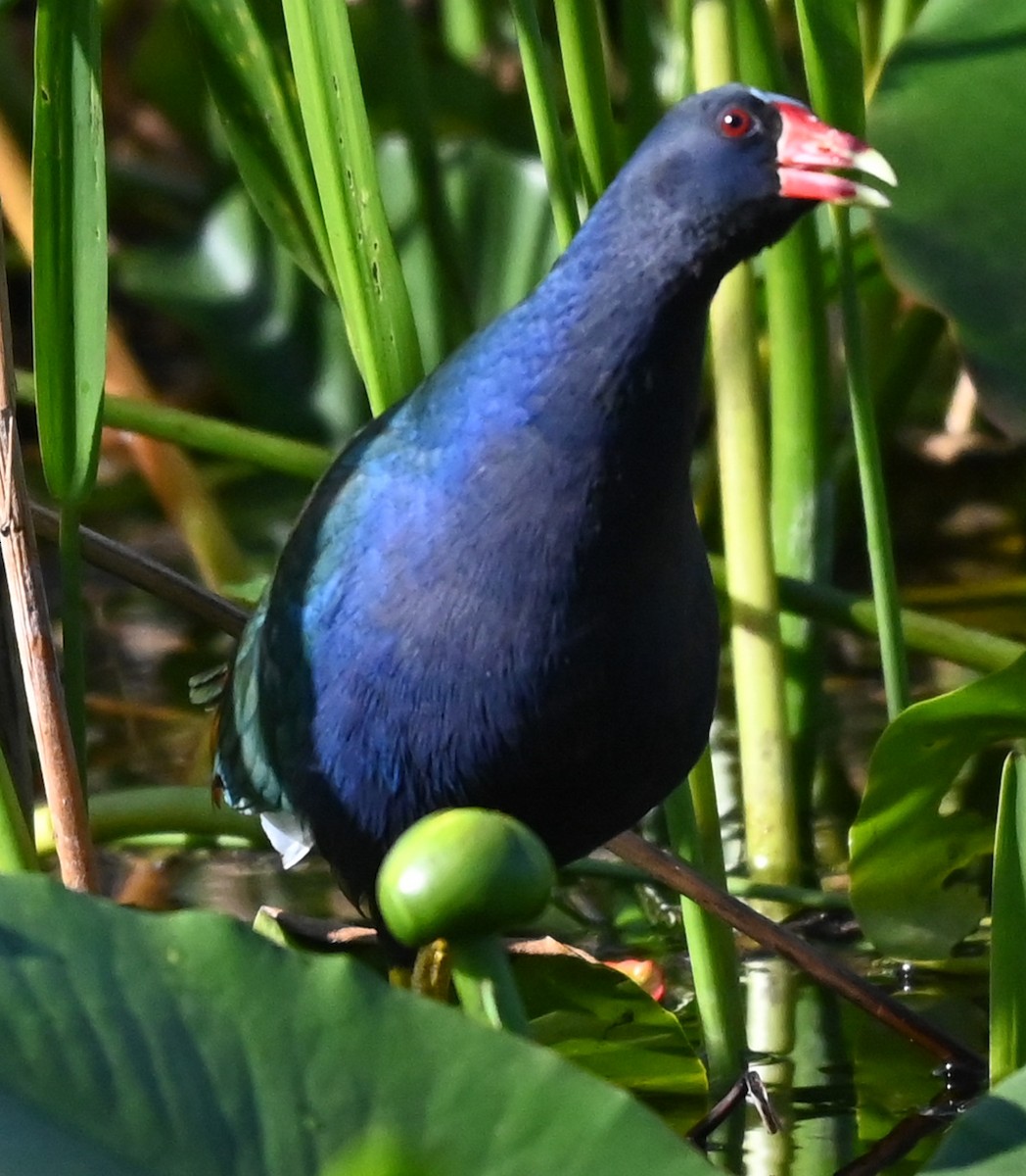 Uroilo urdin amerikarra - ML647871434