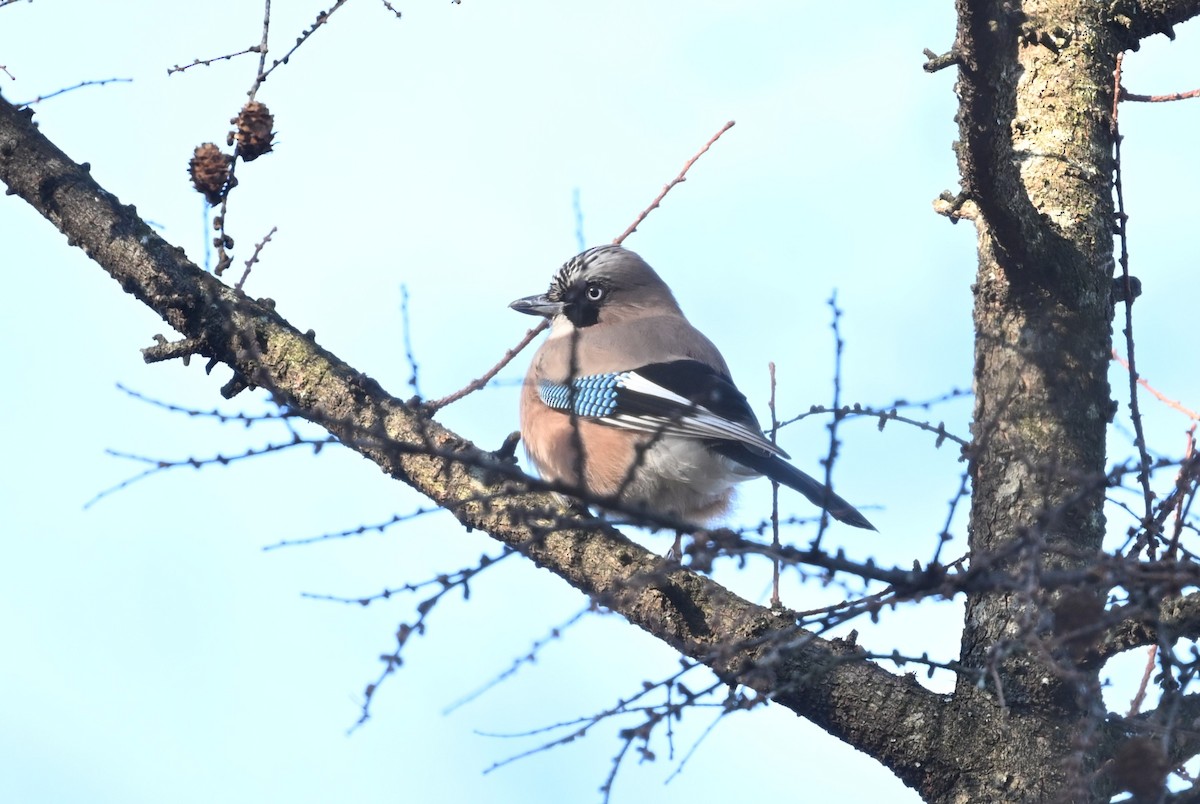Eurasian Jay - ML647871435