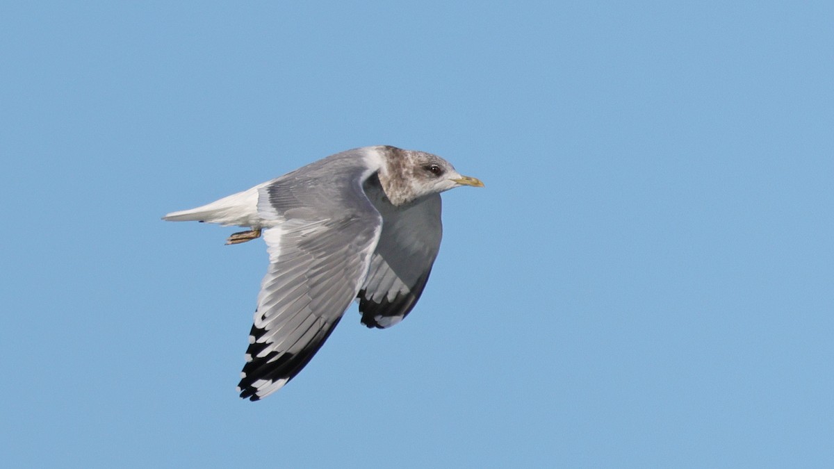 Goéland à bec court - ML647871440