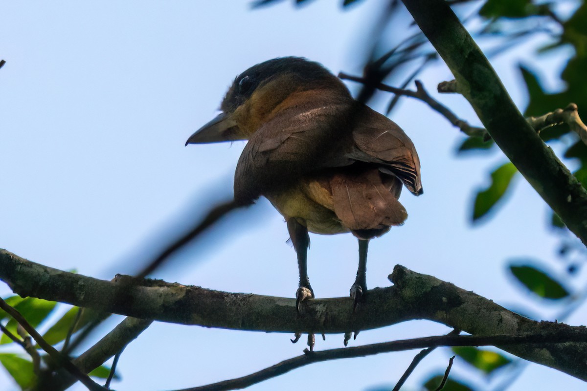 Chestnut-crowned Becard - ML647871442