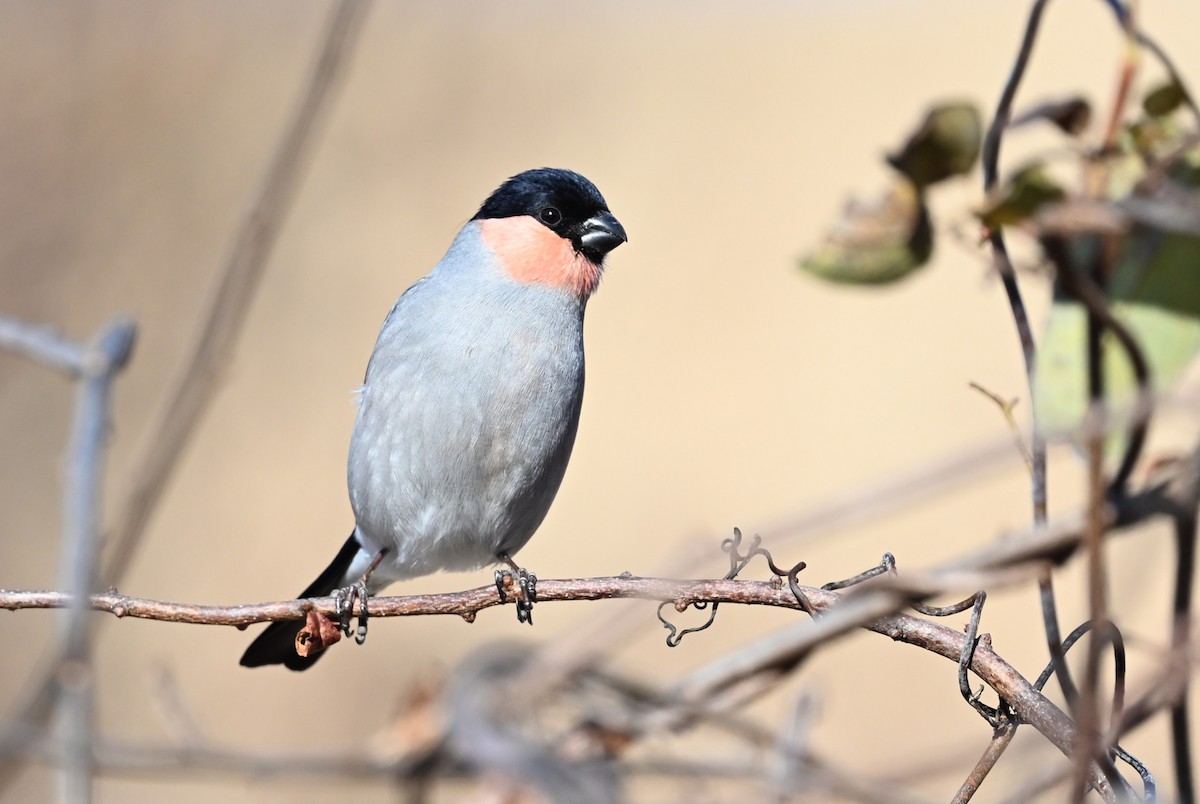 Eurasian Bullfinch - ML647871446