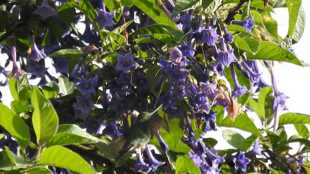 Sword-billed Hummingbird - ML647871455