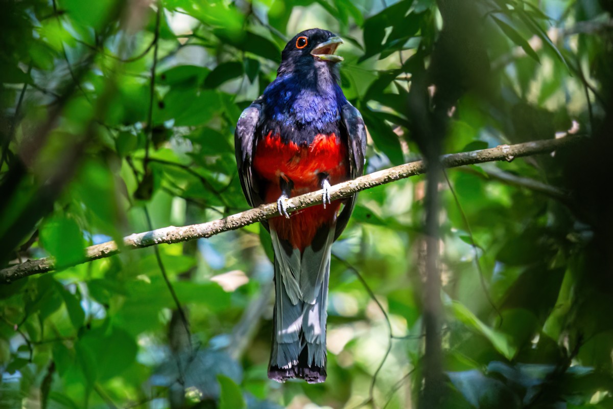 Surucua Trogon - ML647871464