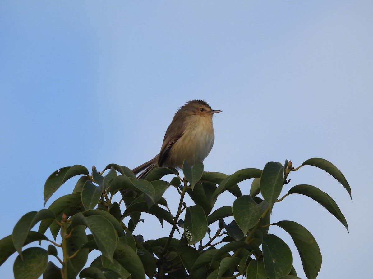Prinia Sencilla - ML647871479