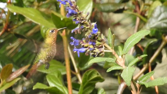 Tyrian Metaltail - ML647871486