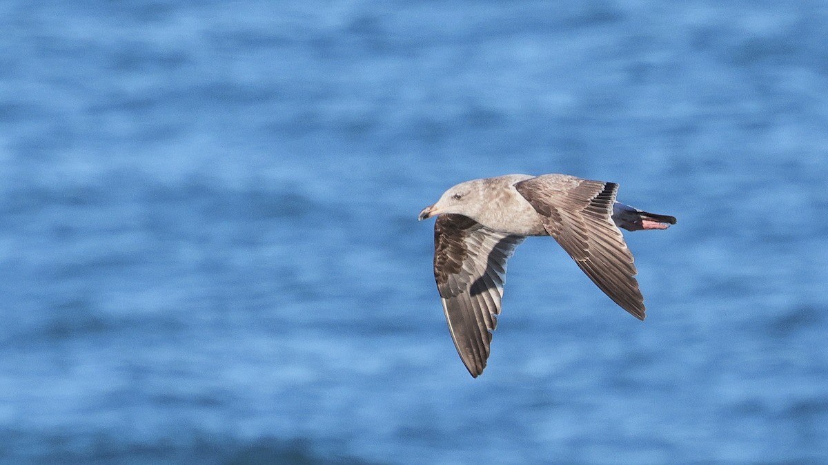 American Herring Gull - ML647871488