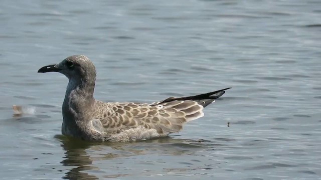 Laughing Gull - ML647871489