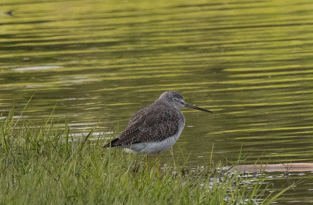 Greater Yellowlegs - ML647871492
