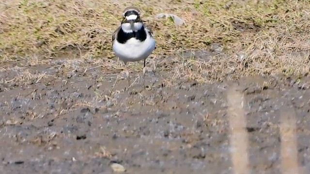 Little Ringed Plover - ML647871496
