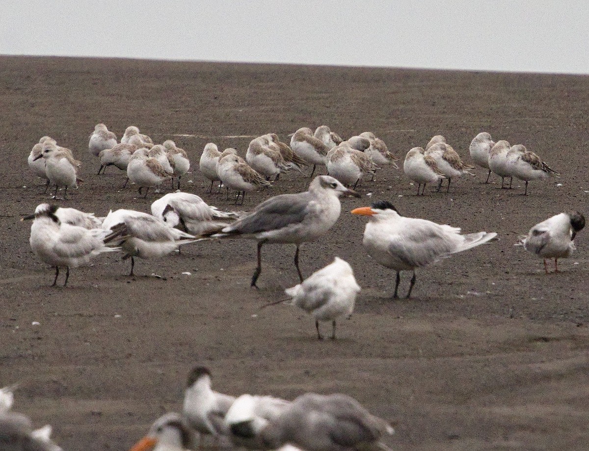 ワライカモメ - ML647871497