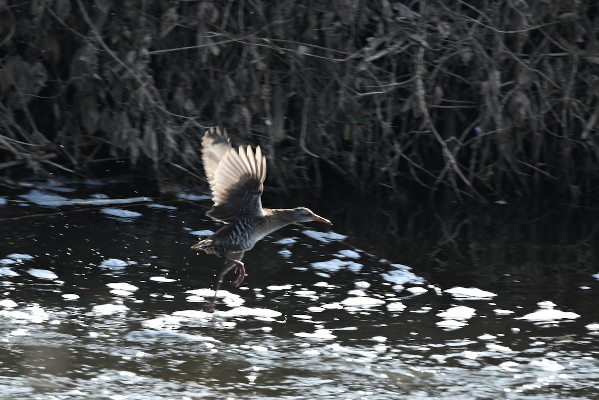 Brown-cheeked Rail - ML647871503