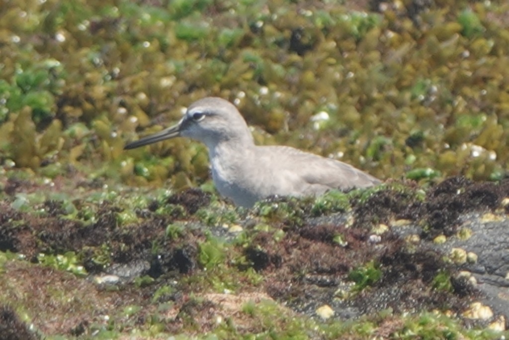 ביצנית אפורת-זנב - ML647871504