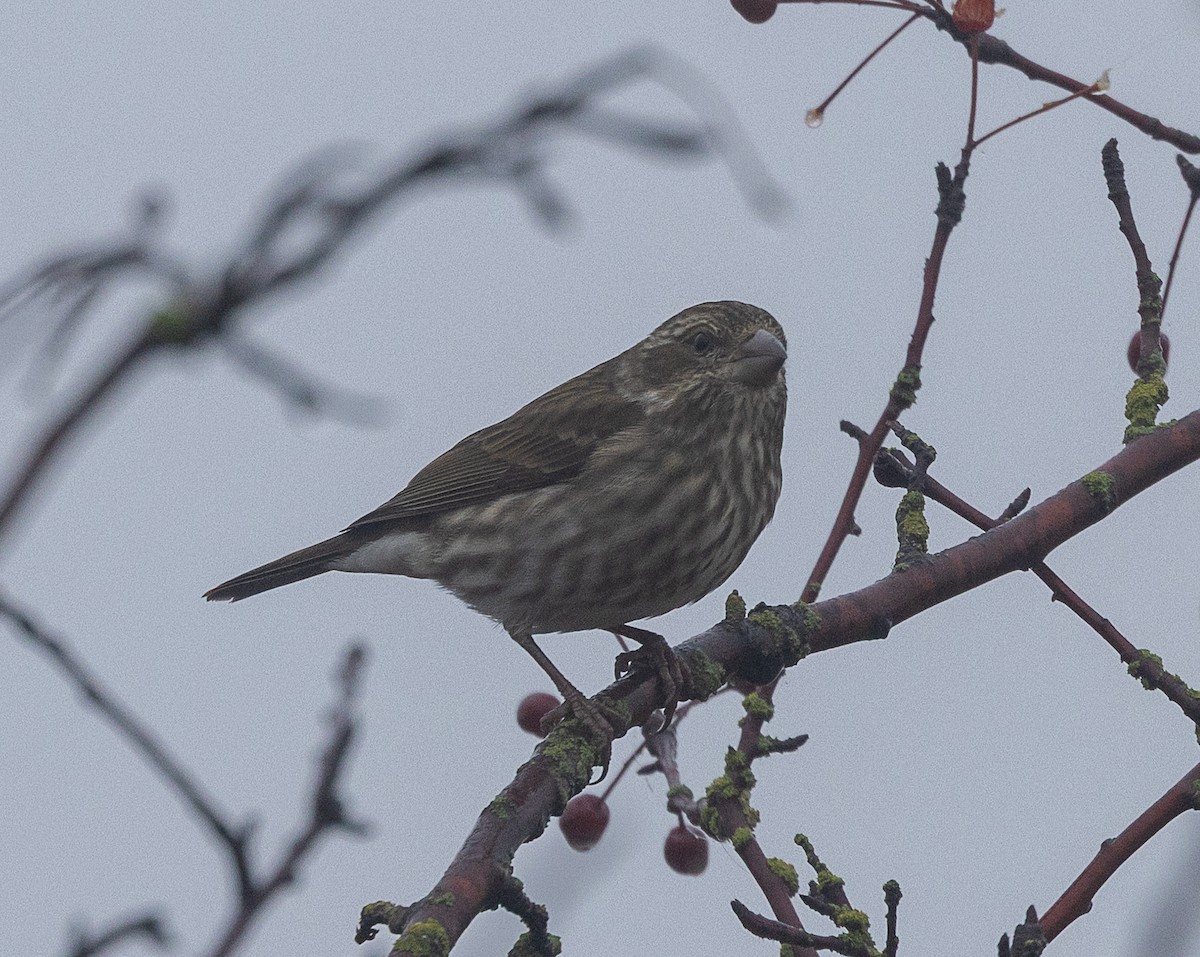 purpurfink - ML647871508