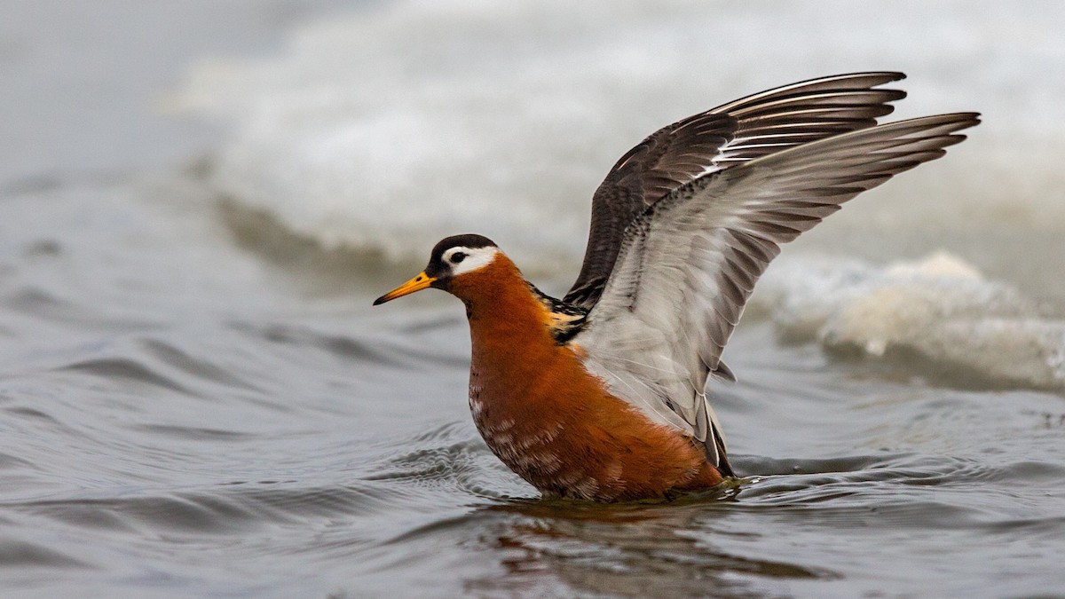 Phalarope à bec large - ML64787151