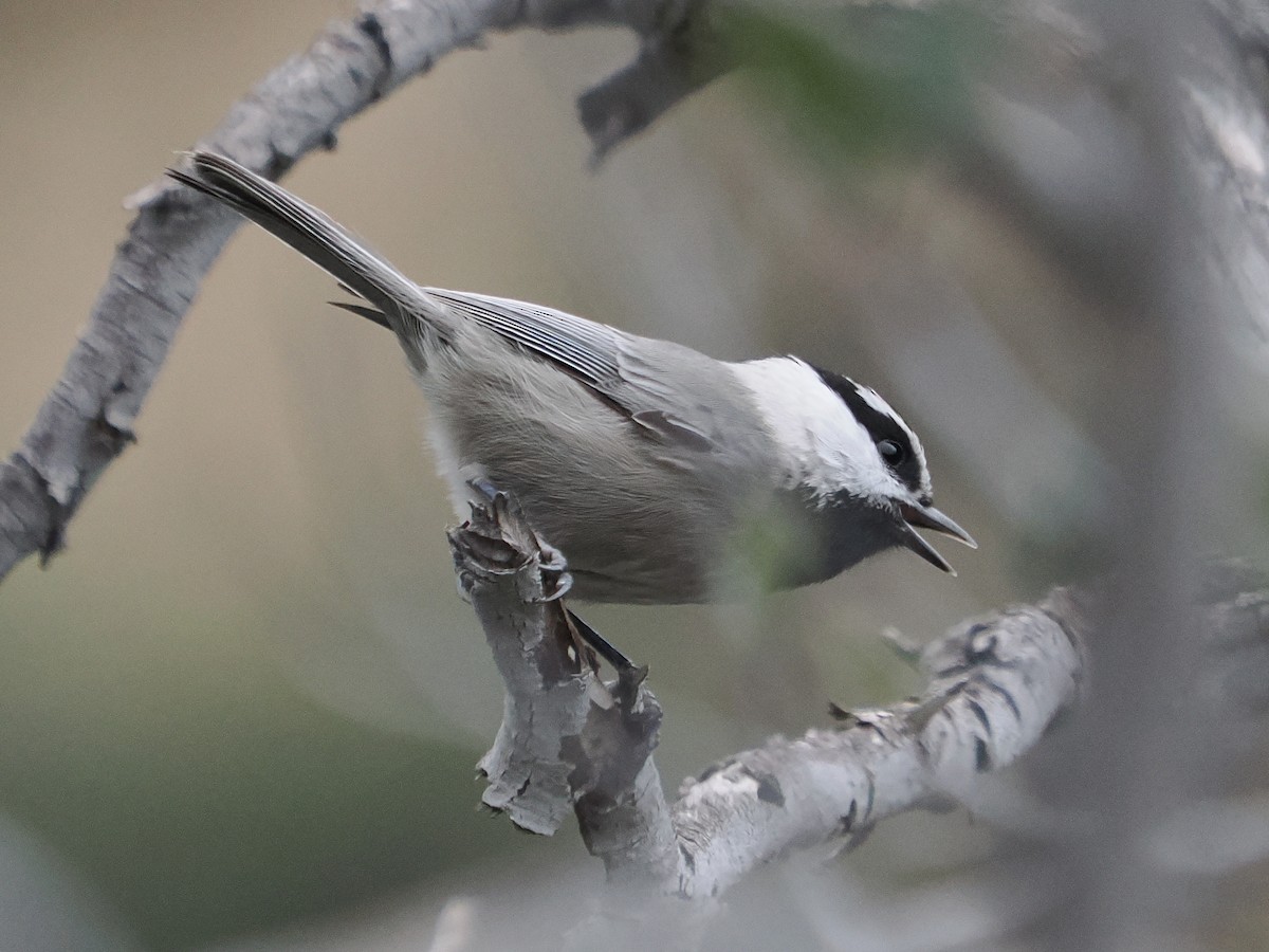 Гаїчка гірська - ML647871514