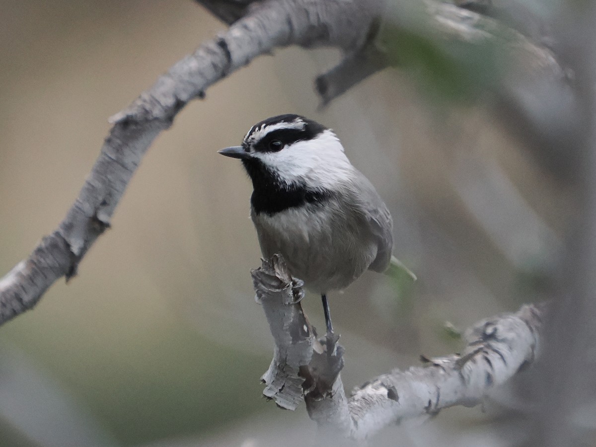 Гаїчка гірська - ML647871515