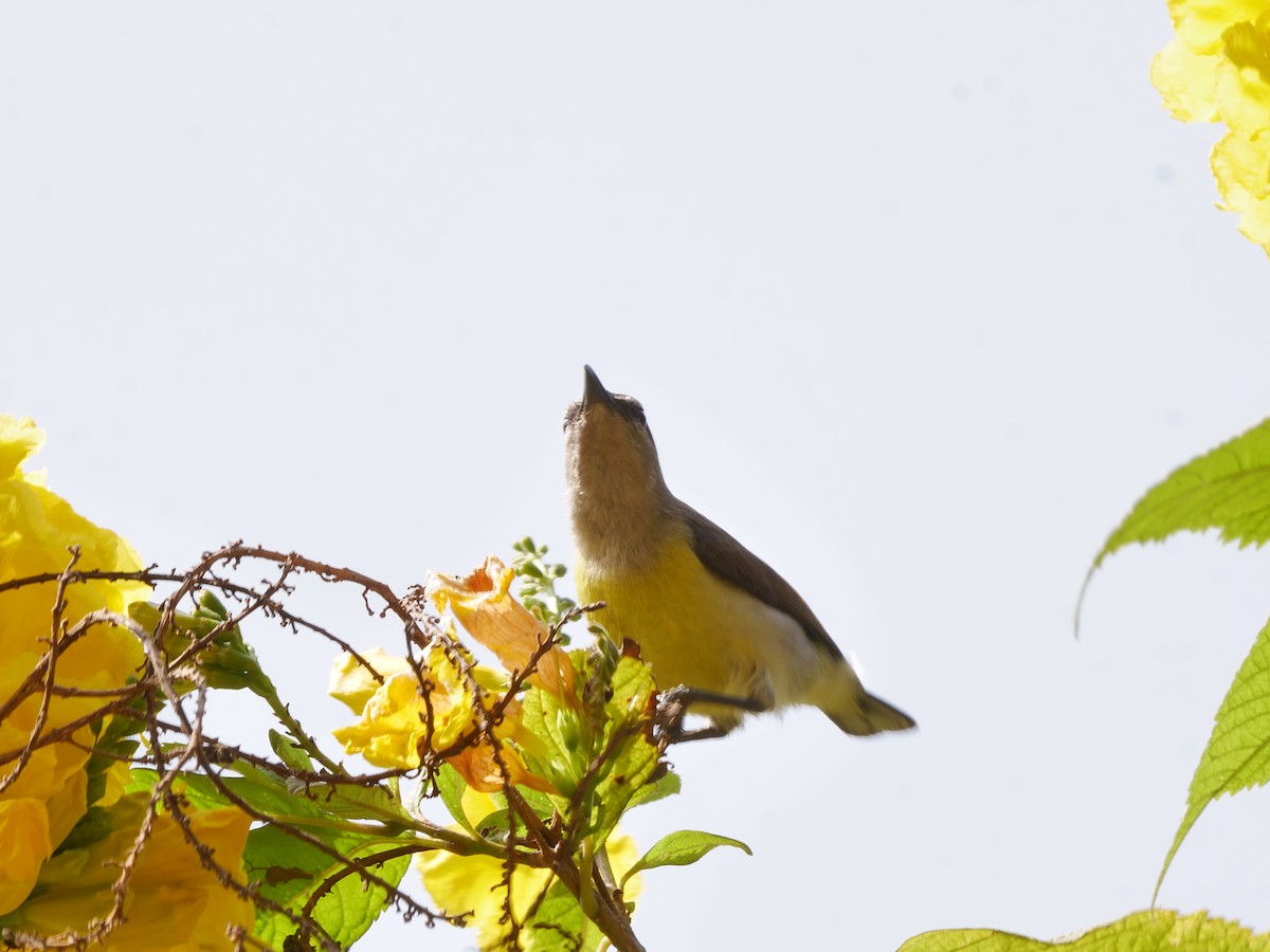 Нектаринка лимонногруда - ML647871517