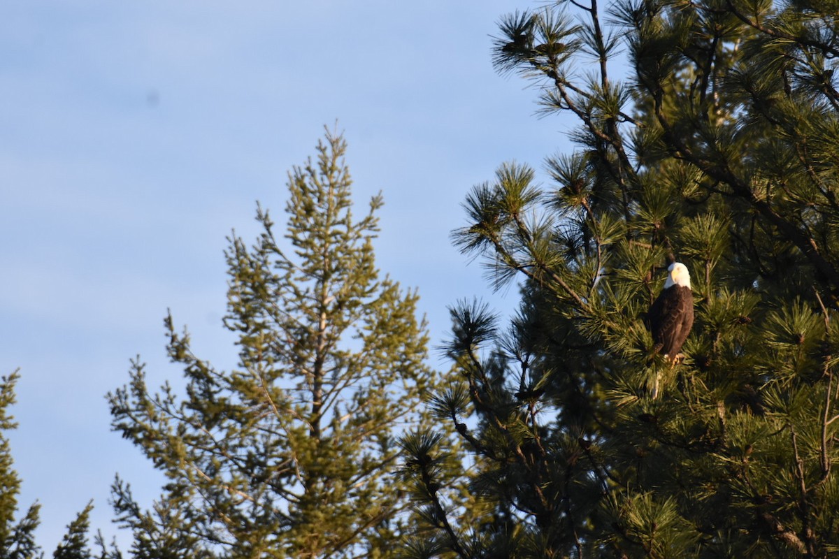 Орлан білоголовий - ML647871518