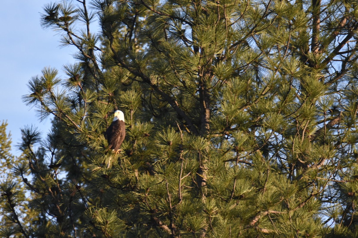 Орлан білоголовий - ML647871519