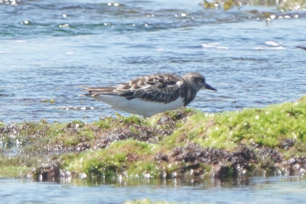 Крем'яшник звичайний - ML647871522