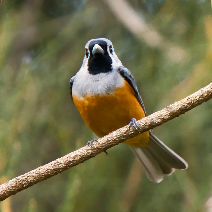 Монарх масковий - ML647871524