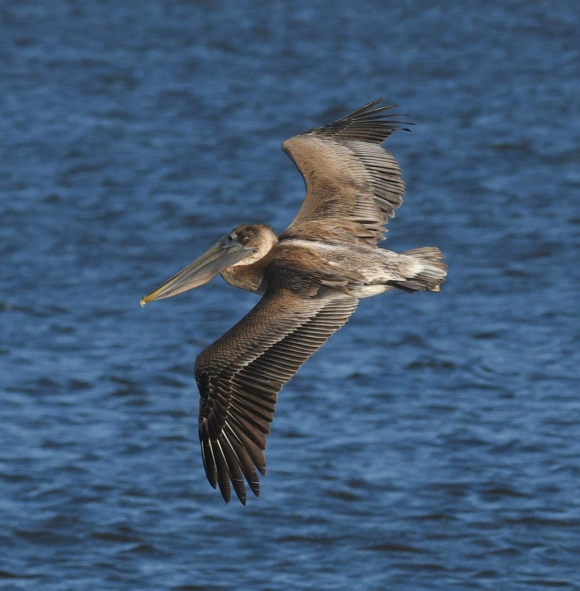 Пелікан бурий - ML647871525