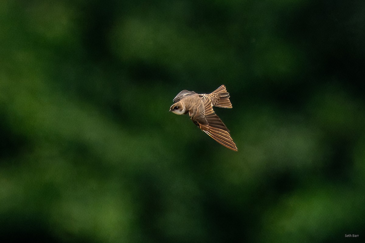 Ластівка берегова - ML647871527