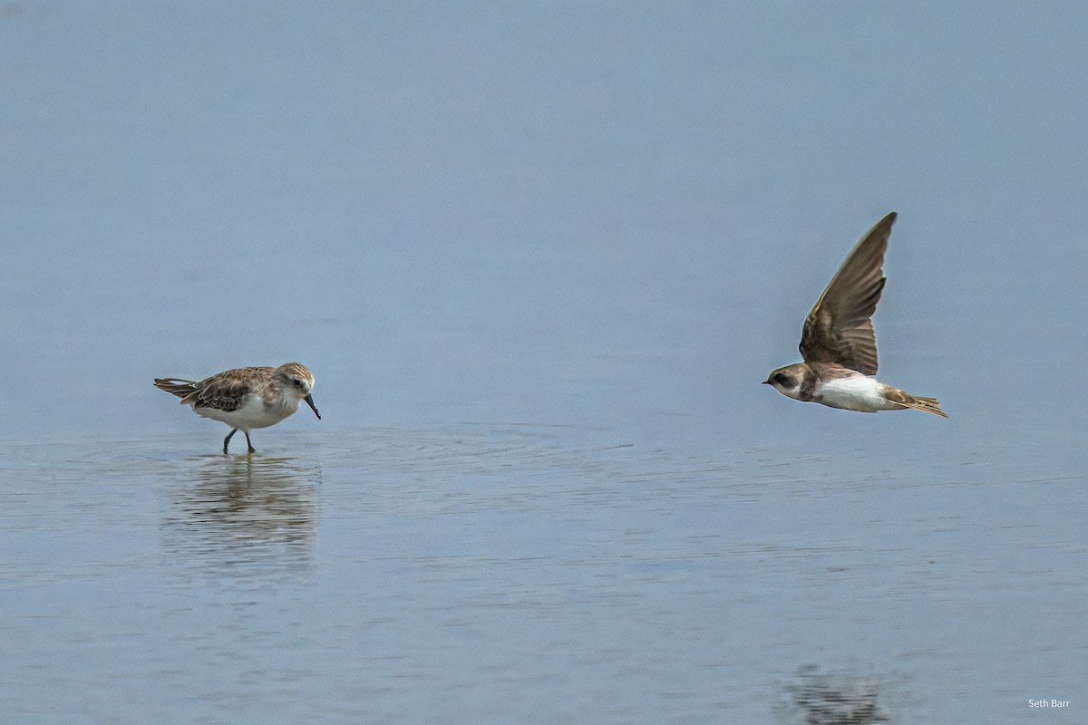Ластівка берегова - ML647871528