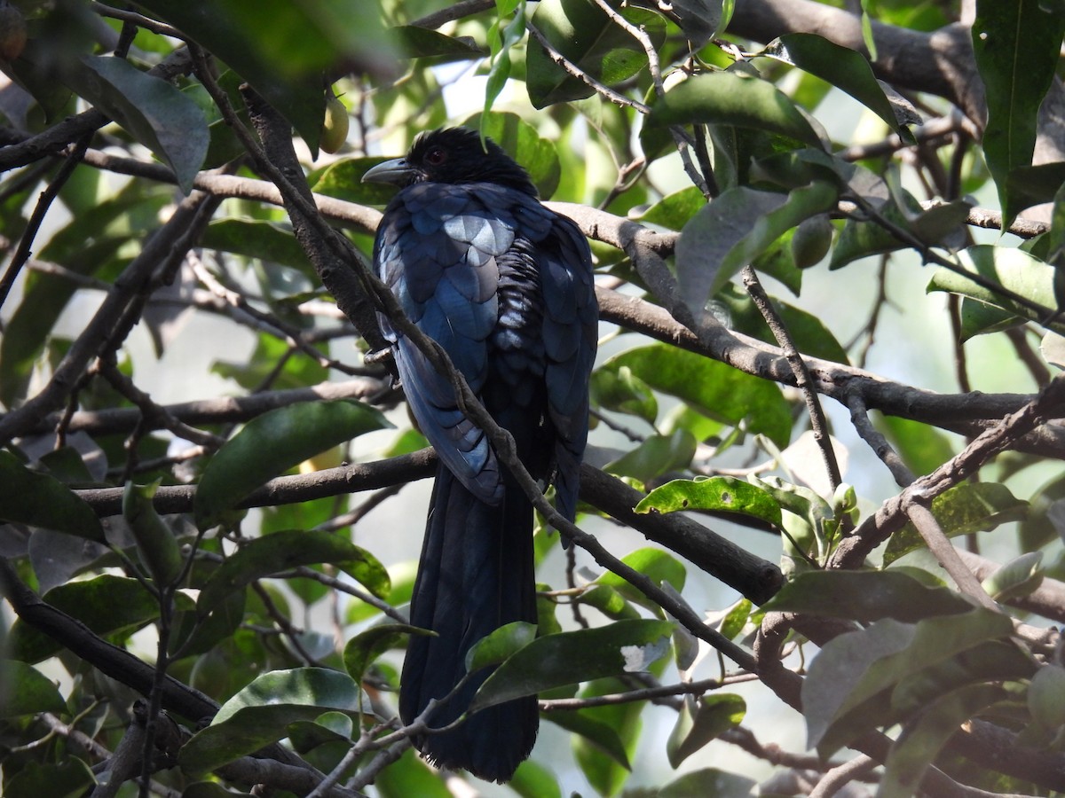 Коель великий - ML647871529