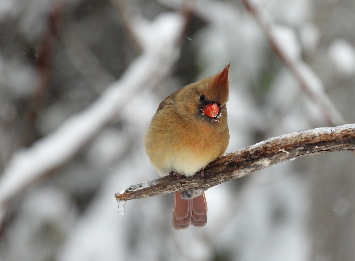 Кардинал червоний - ML647871533