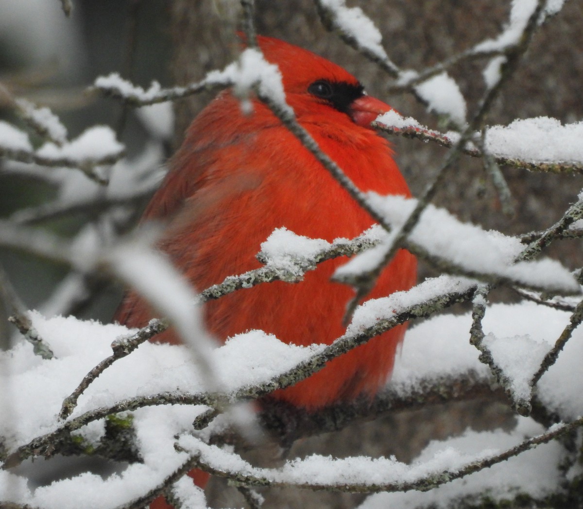 Кардинал червоний - ML647871535