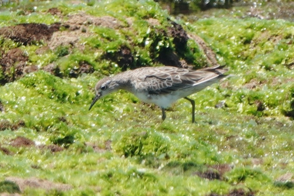 Побережник гострохвостий - ML647871539