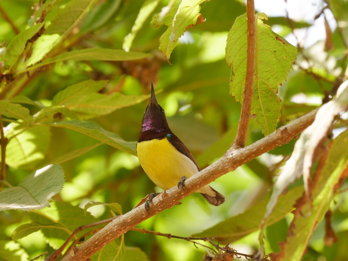 Нектаринка лимонногруда - ML647871541