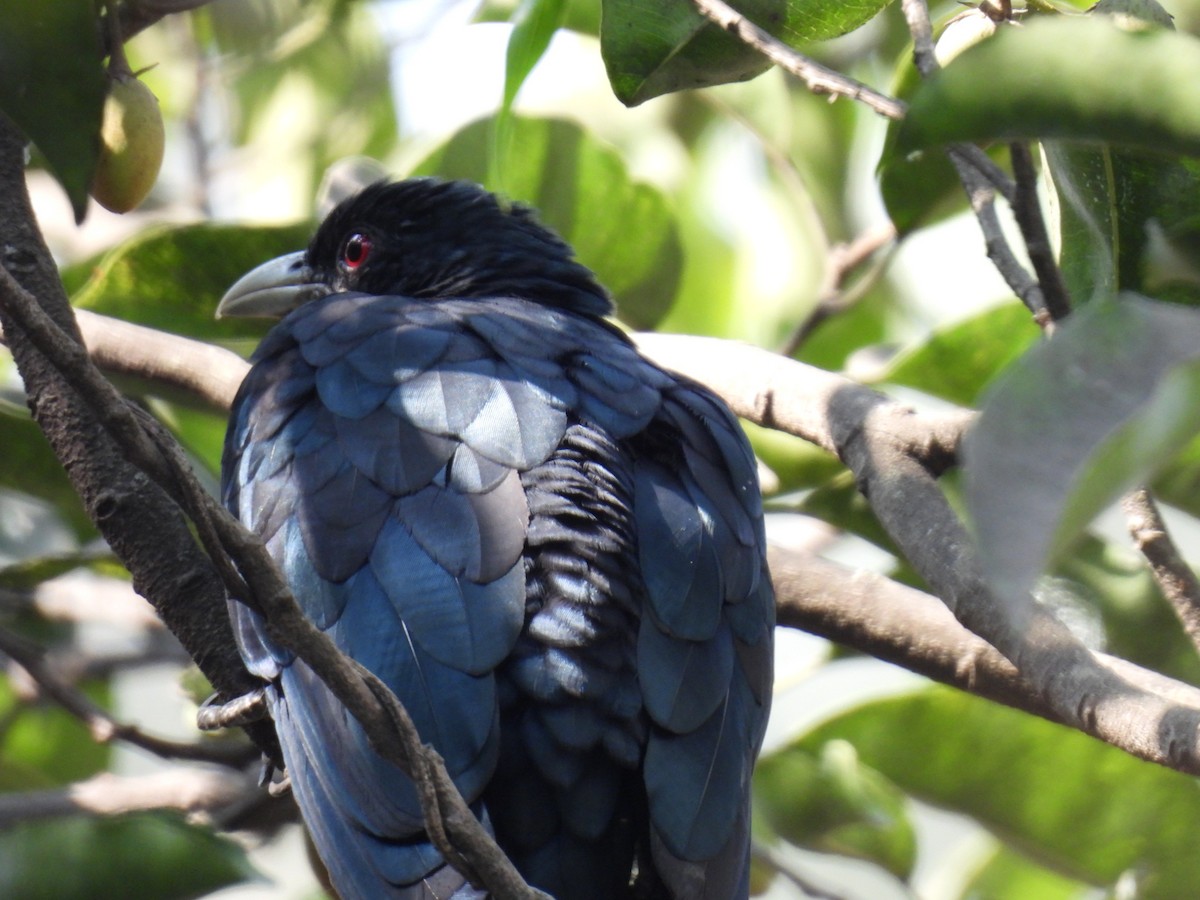 Коель великий - ML647871542