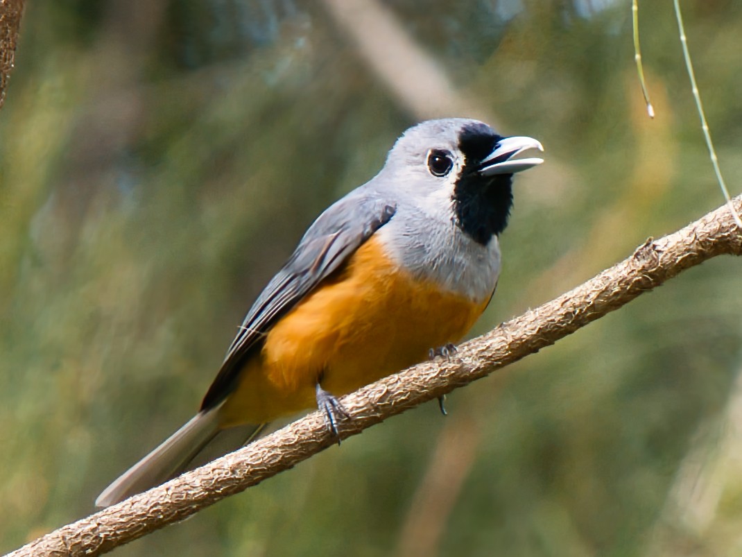 Монарх масковий - ML647871544