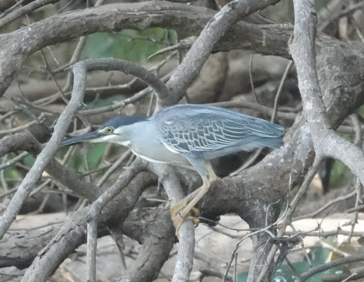 Чапля смугаста - ML647871546