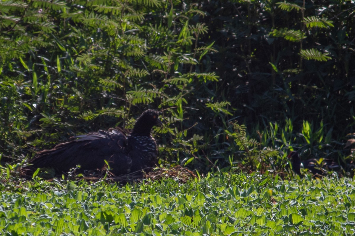 Паламедея - ML647871547