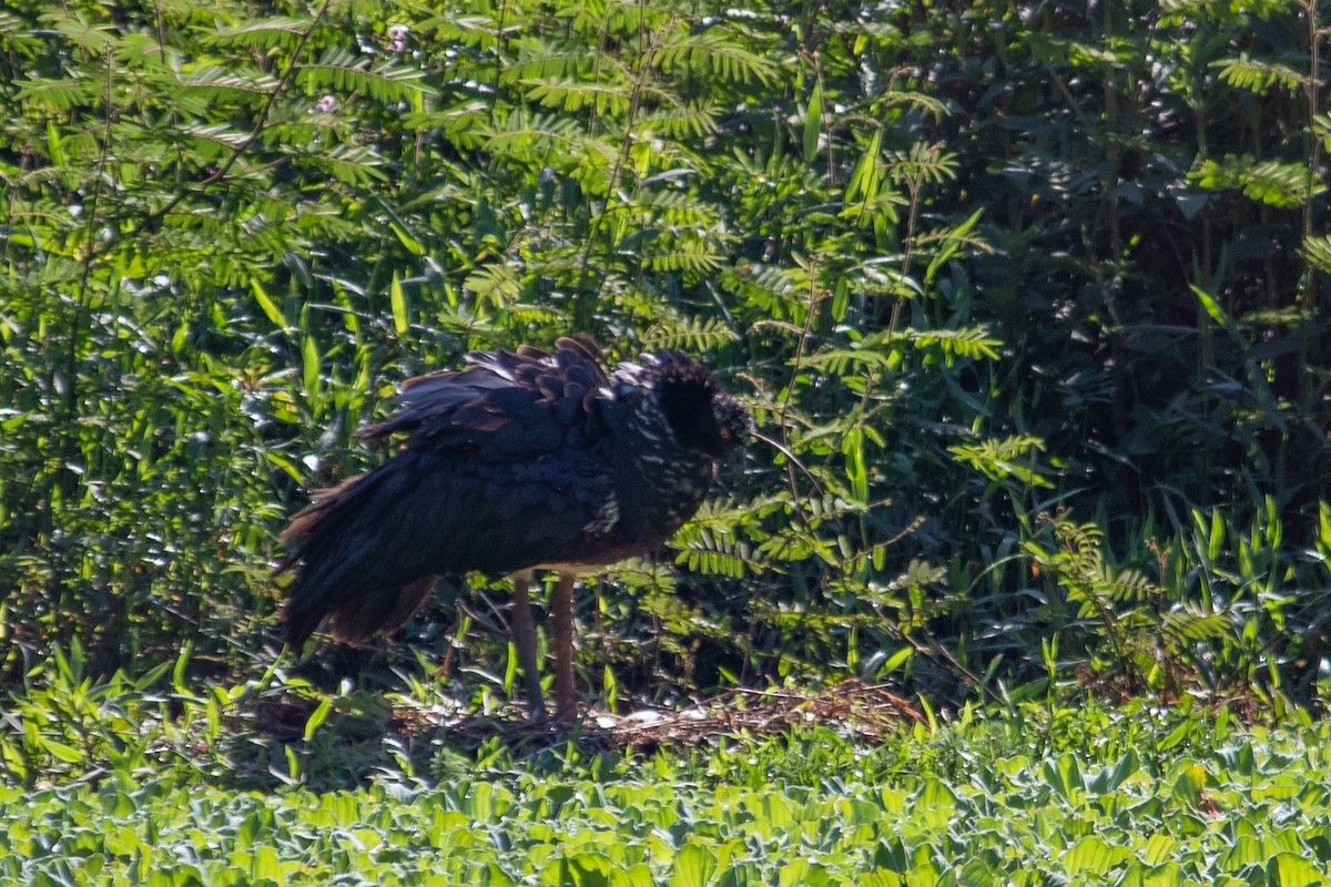 Паламедея - ML647871548