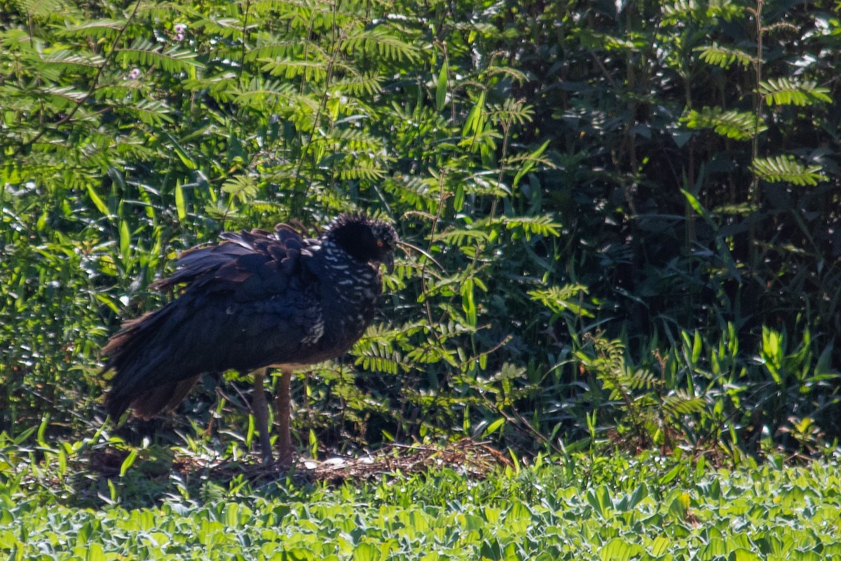 Паламедея - ML647871549