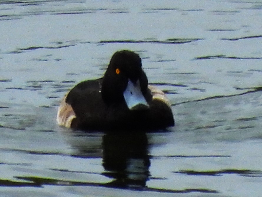 Чернь чубата - ML647871553