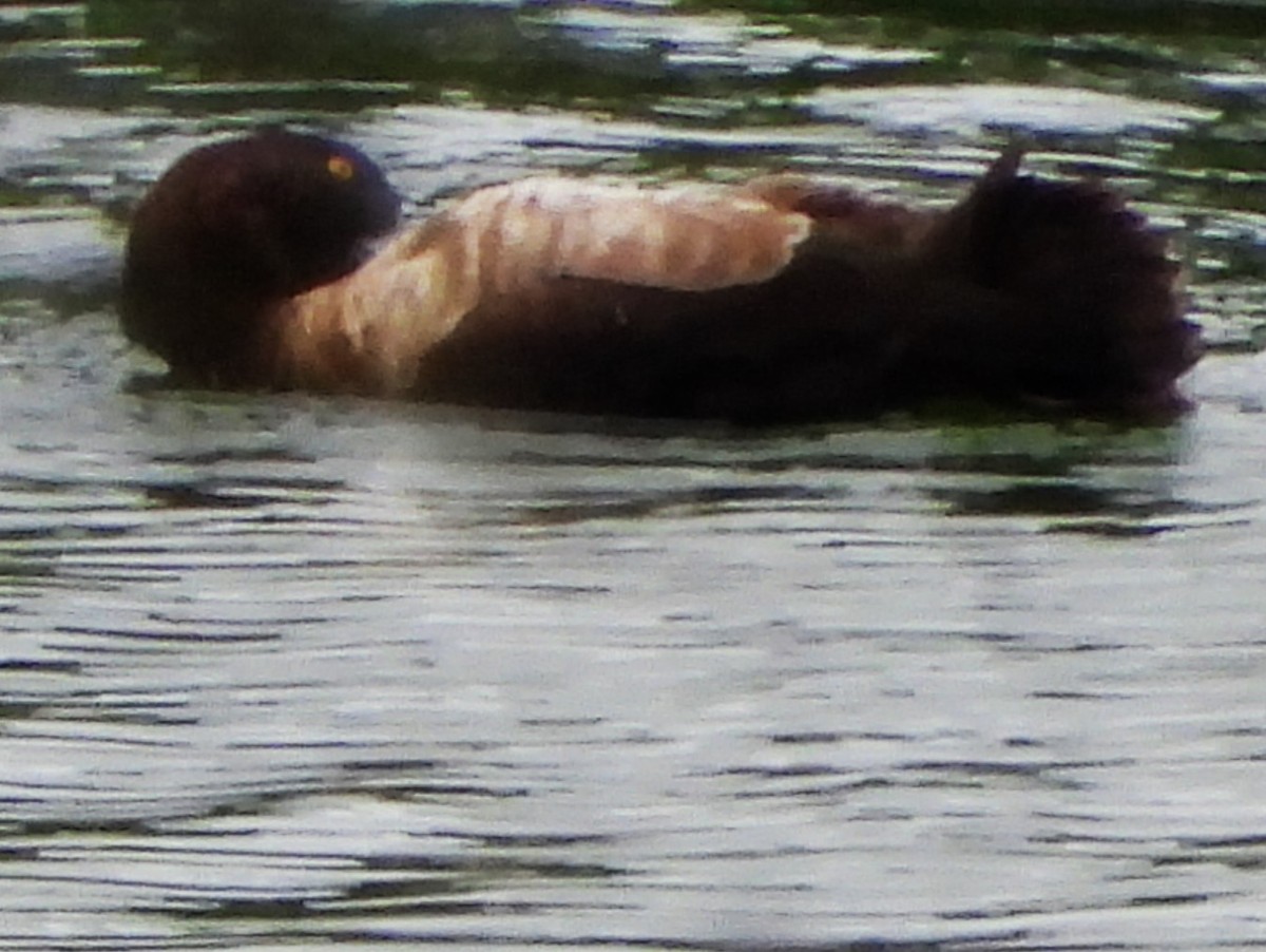 Чернь чубата - ML647871554